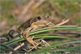<p>SKOKAN HNĚDÝ (Rana temporaria) ---- /Common frofg - Grasfrosch/</p>